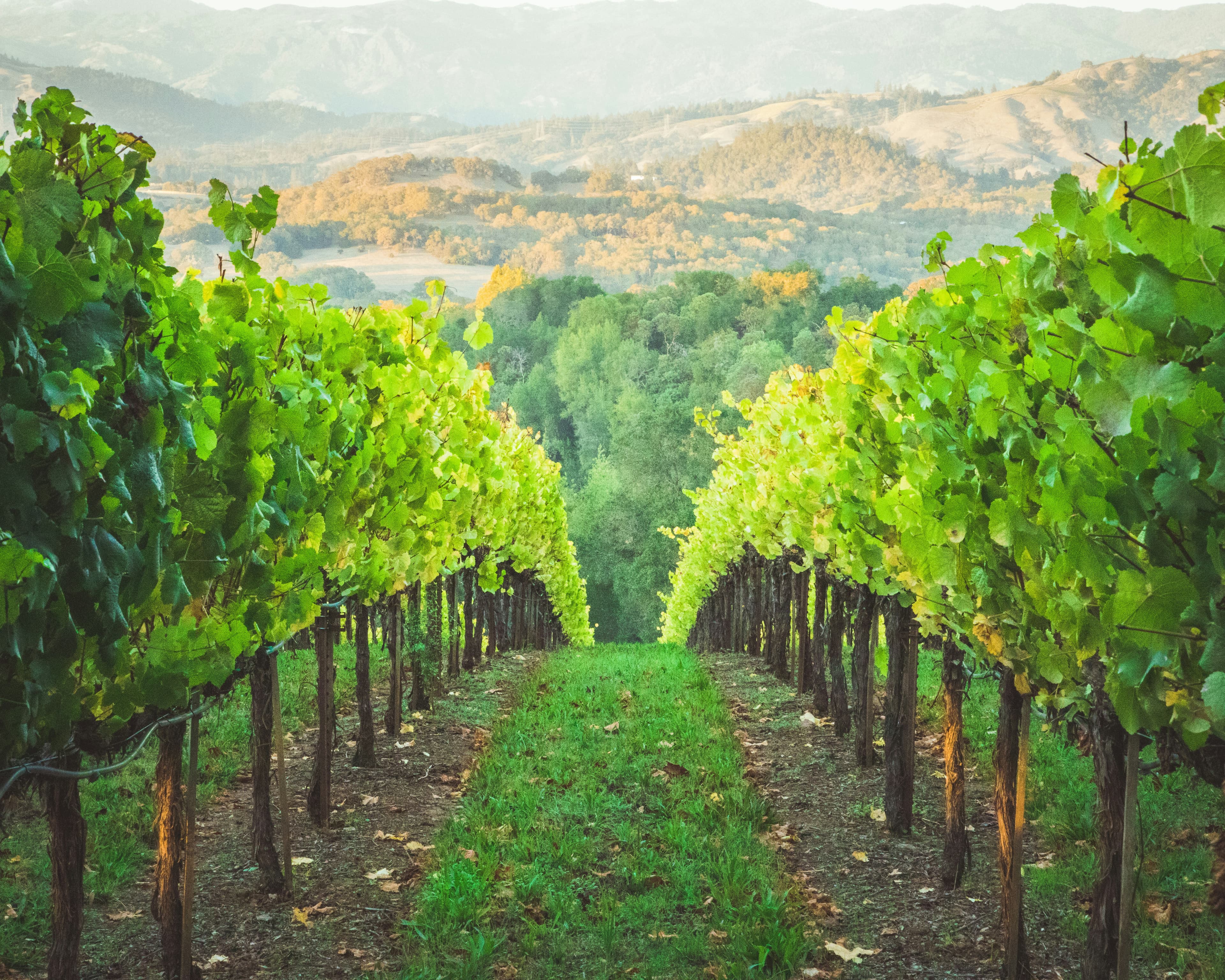 Vineyard landscape